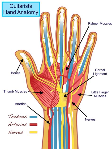 hand|hand anatomy.